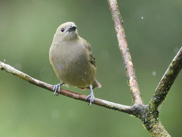 <h3>Thraupis palmarum / Palm tanager / Palmtangare</h3>OM-1 Mark II with OLYMPUS M.150-400mm F4.5, 1/1600 sec at F4.5, ISO 10000, distance 7.18 m